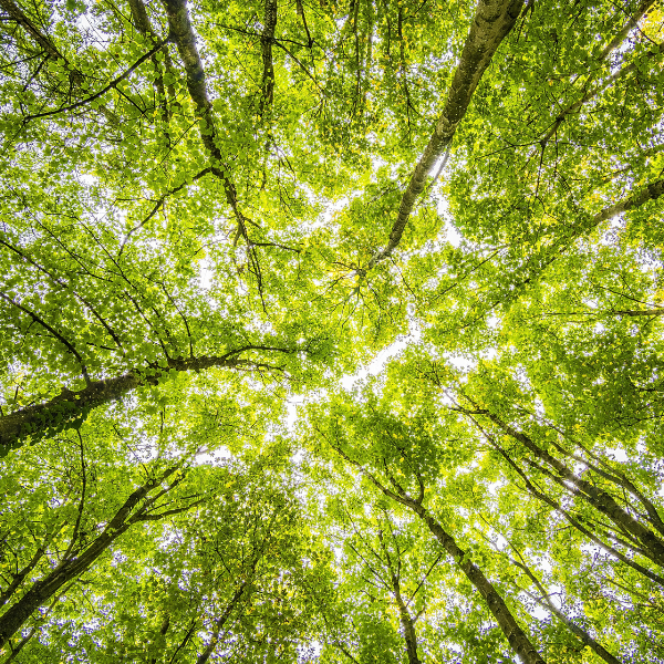 Eco-Friendly Product Innovations